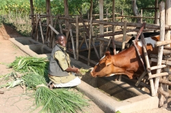 Bild: Kühe füttern auf der Farm in Zigoti